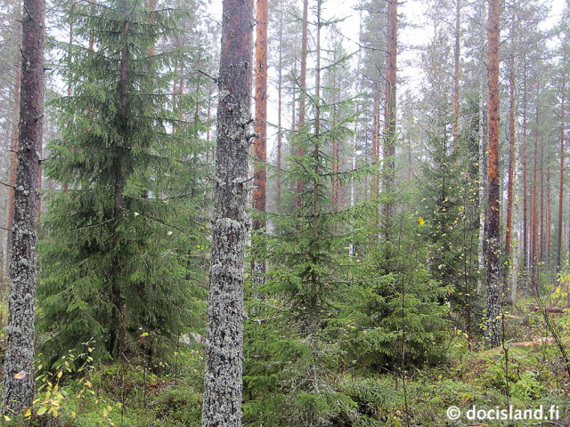 Jatkuva kasvatus - metsä hakkuun jälkeen © Ismo Tuormaa