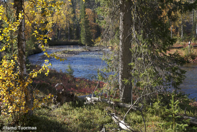 Koilliskaira - kuva © Ismo Tuormaa