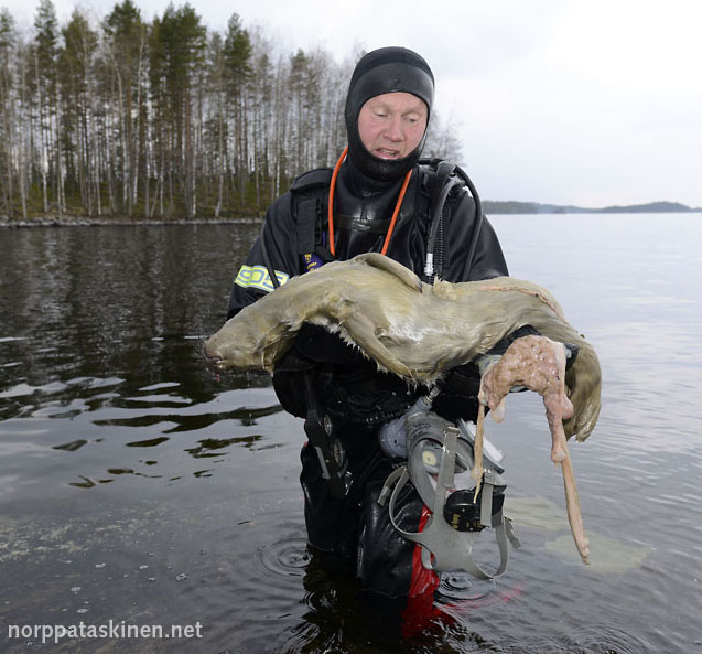 Istukkasukelluksen surullinen löytö – kuva: Mia Valtonen